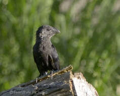 Imagem de Crotophaga Linnaeus 1758