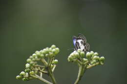 Image of banded blue Pierrot