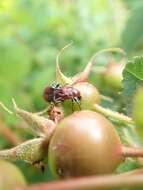 Image of Rose Curculio