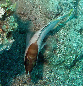 Image of Banded Reed Cod