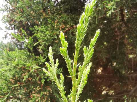 Слика од Juniperus foetidissima Willd.