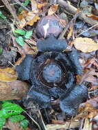 Image de Rafflesia lobata R. Galang & Madulid