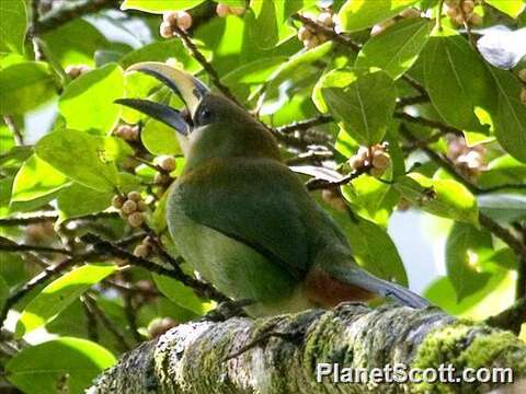 Image of Emerald Toucanet