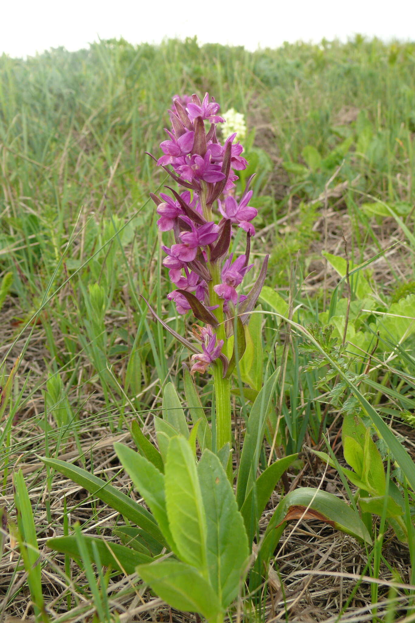 Image de Dactylorhiza romana subsp. georgica (Klinge) Soó ex Renz & Taubenheim