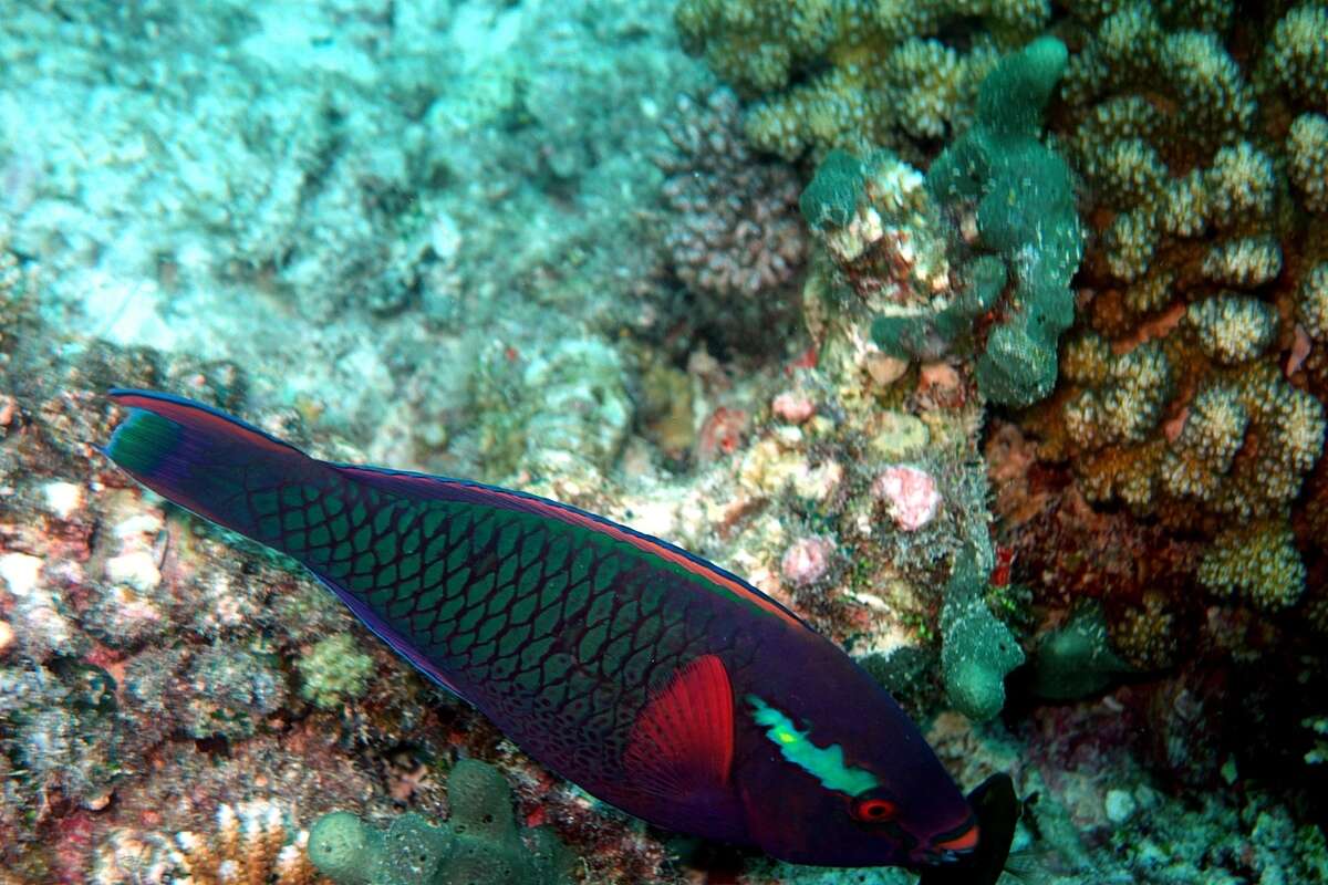 Image of Dusky parrotfish