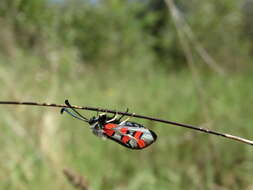 Image of Zygaena rhadamanthus Esper 1793