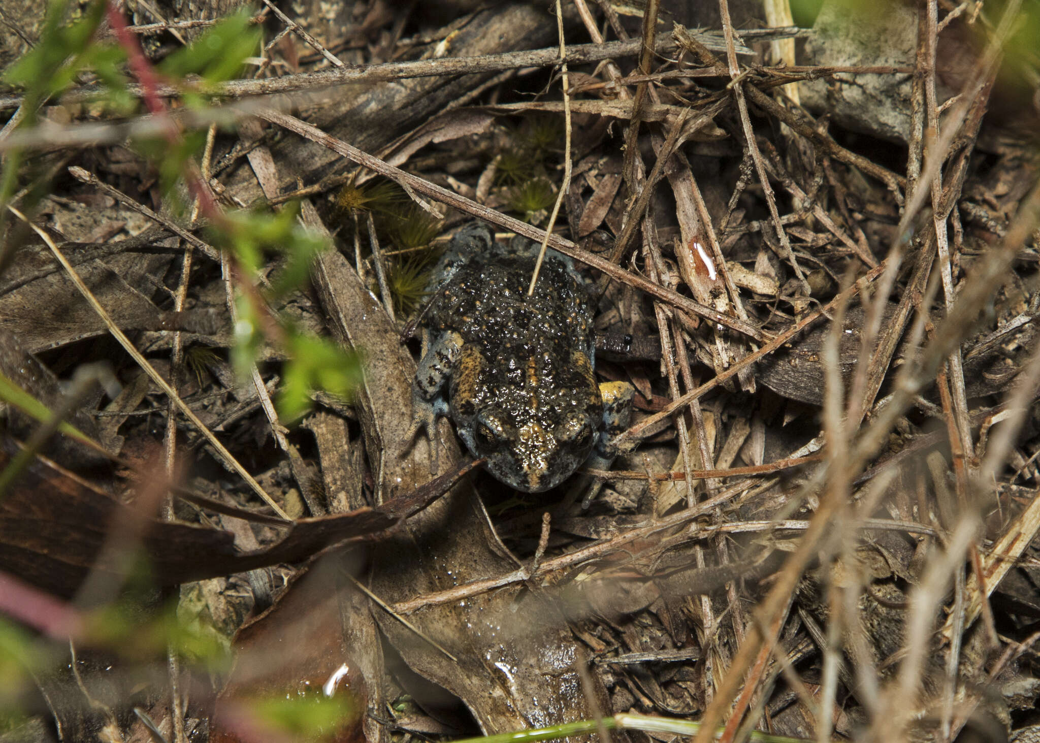 Image of Martin's Toadlet