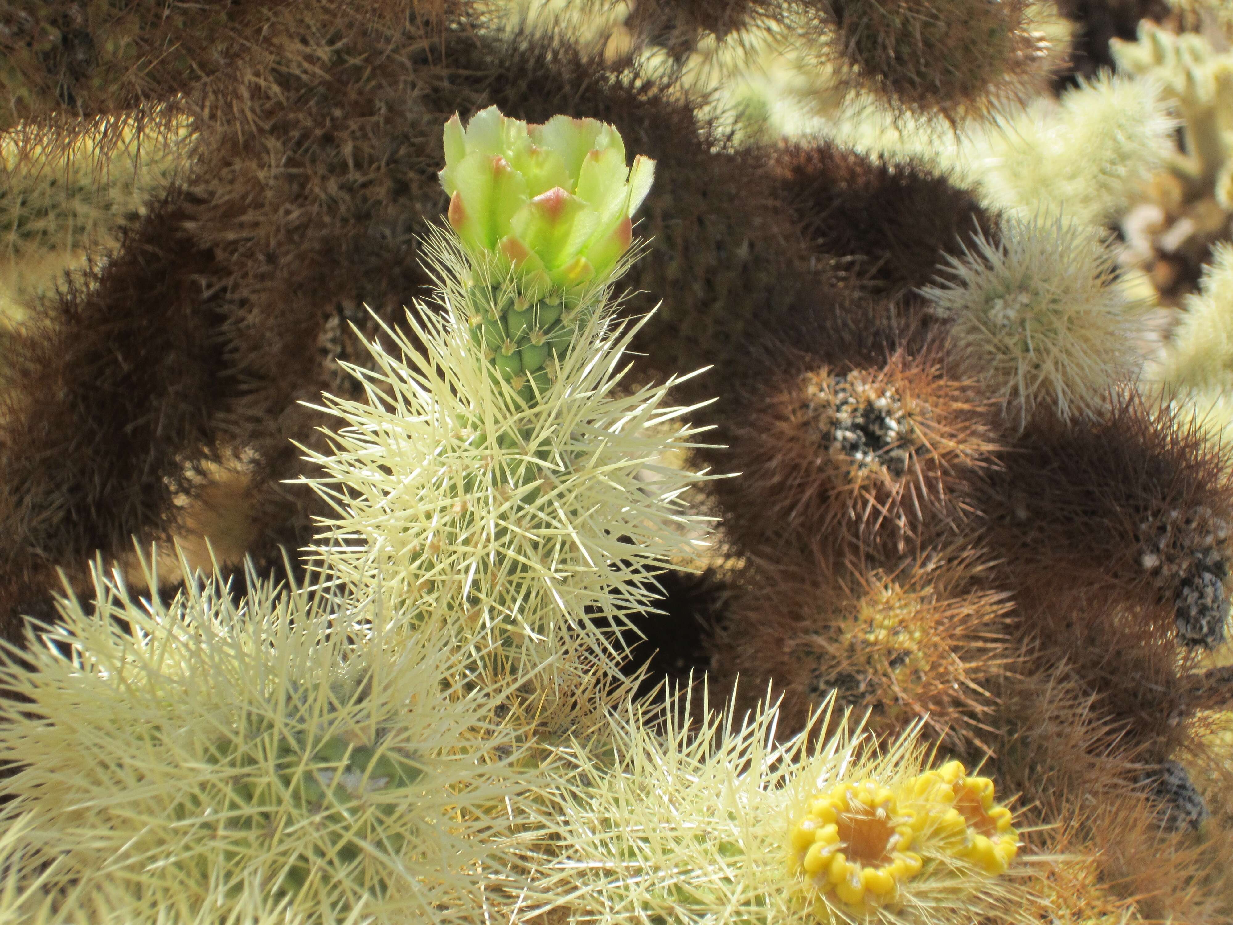 Image de Cylindropuntia bigelovii (Engelm.) F. M. Knuth