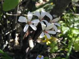 Image de Pelargonium barklyi S. Elliot