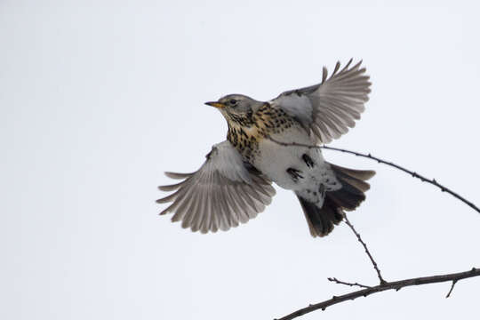 Image of thrushes