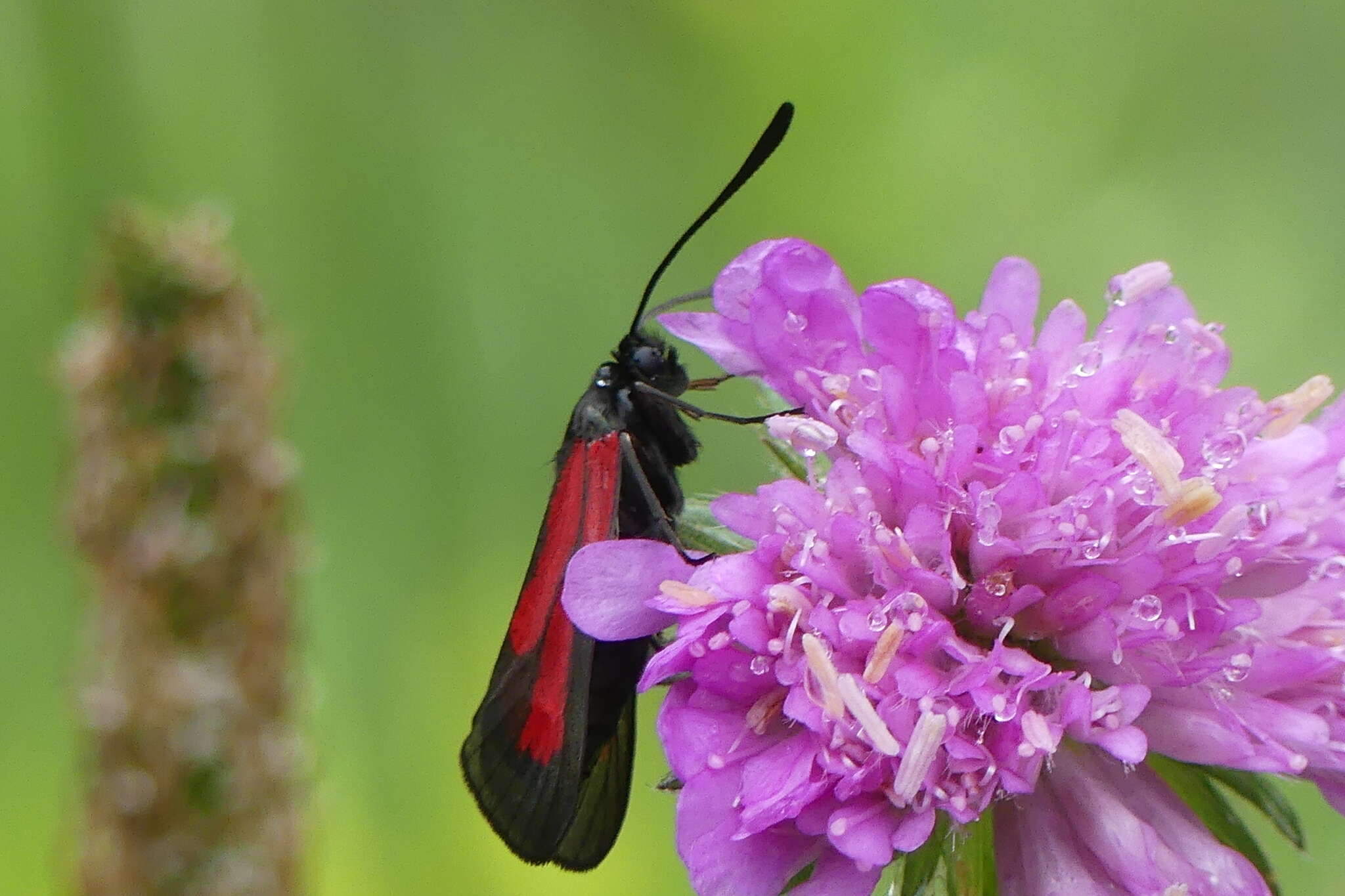 Plancia ëd Zygaena purpuralis Brünnich 1763