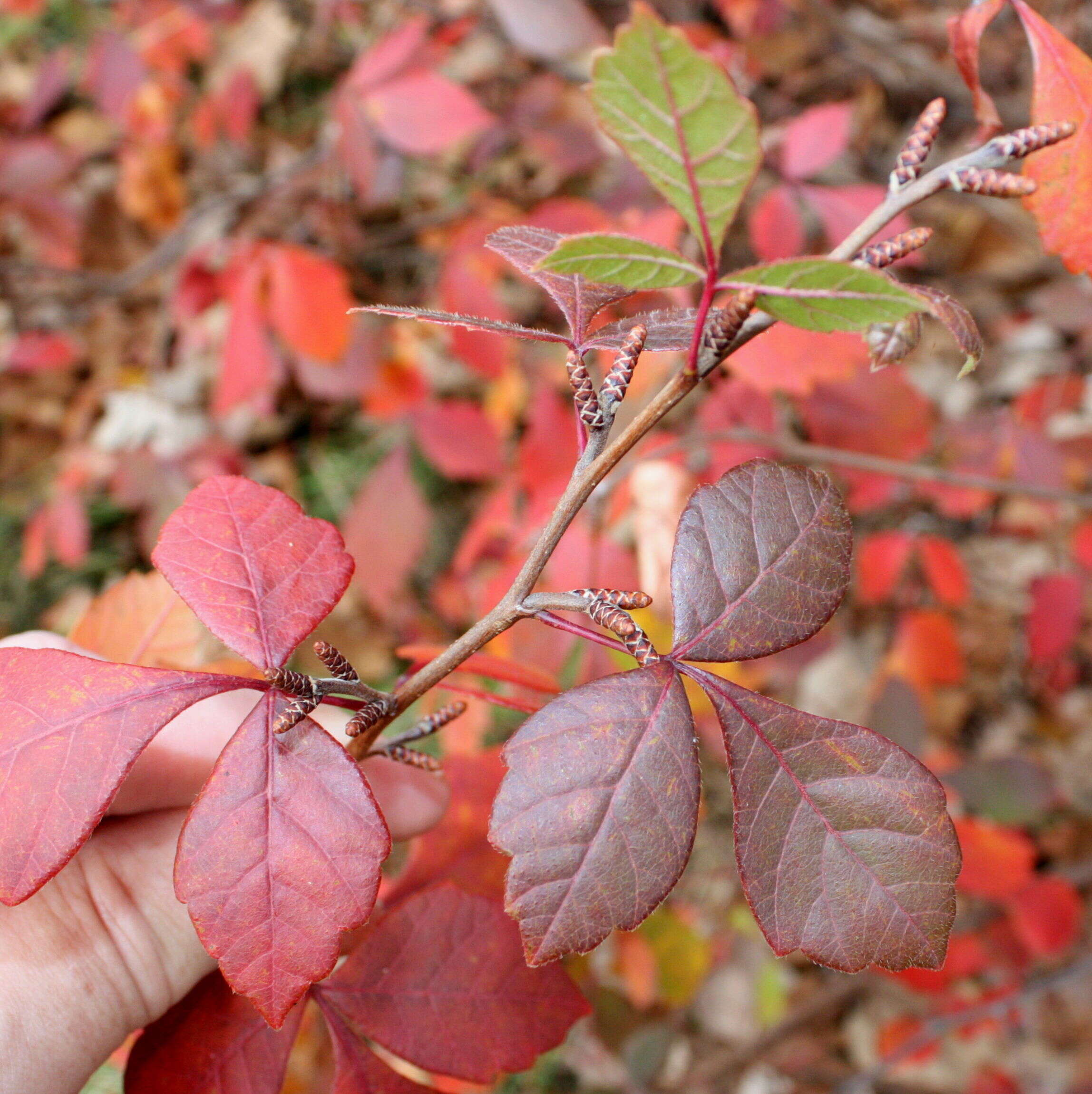 Image of fragrant sumac