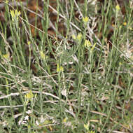 Image of longflower rabbitbrush