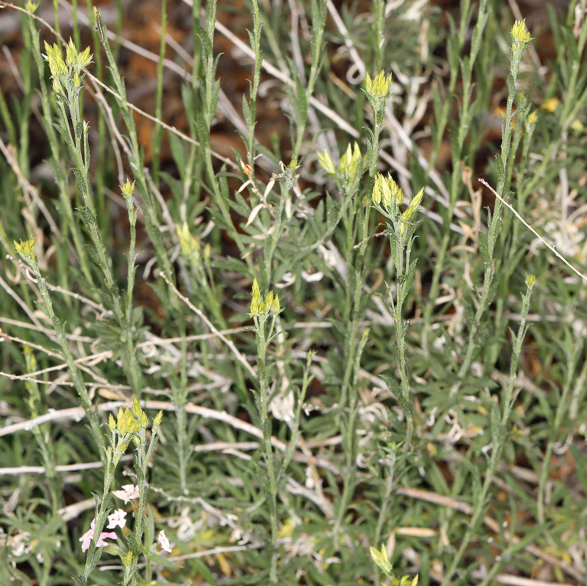 Image of longflower rabbitbrush