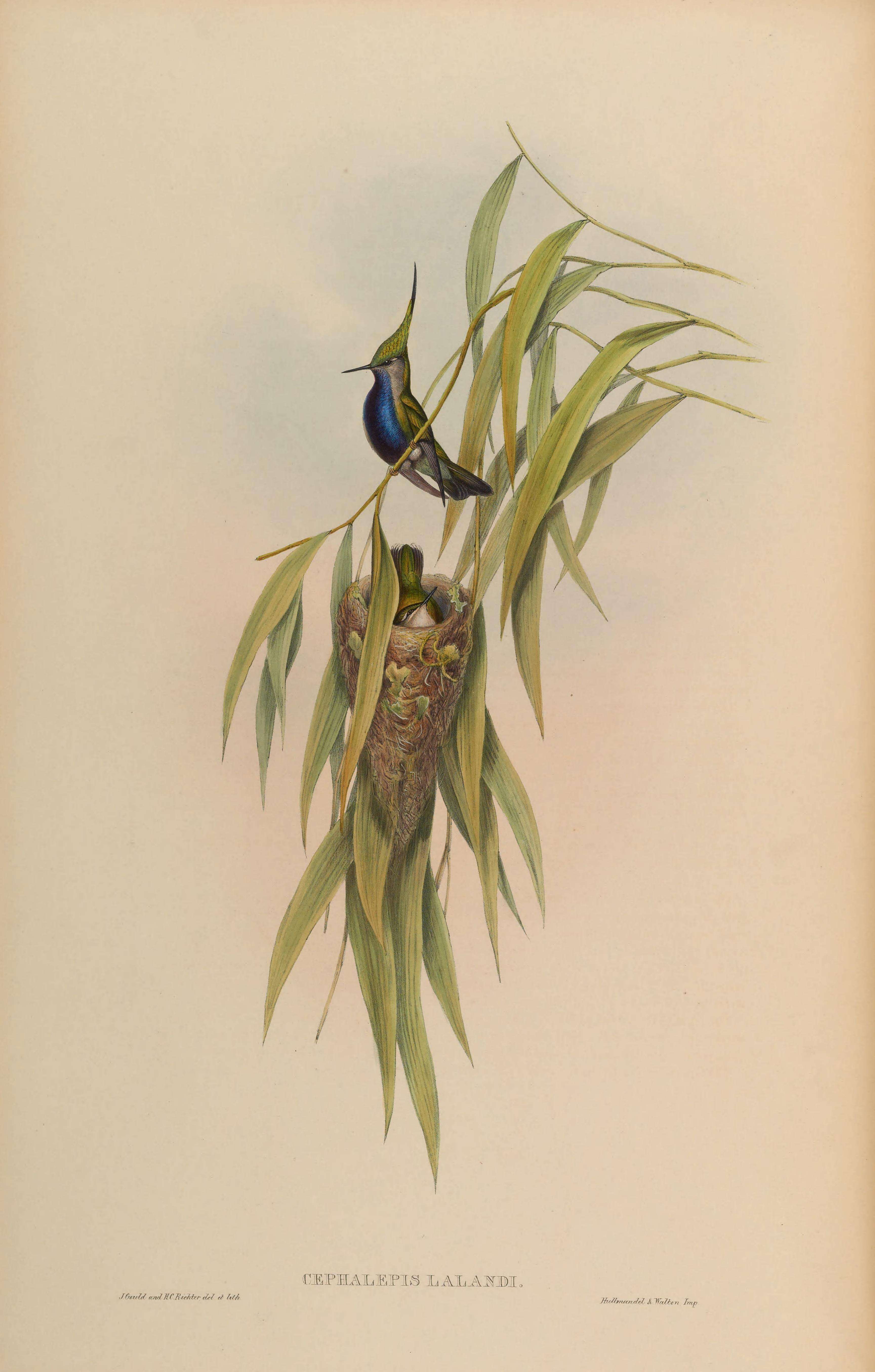 Image of Black-breasted Plovercrest