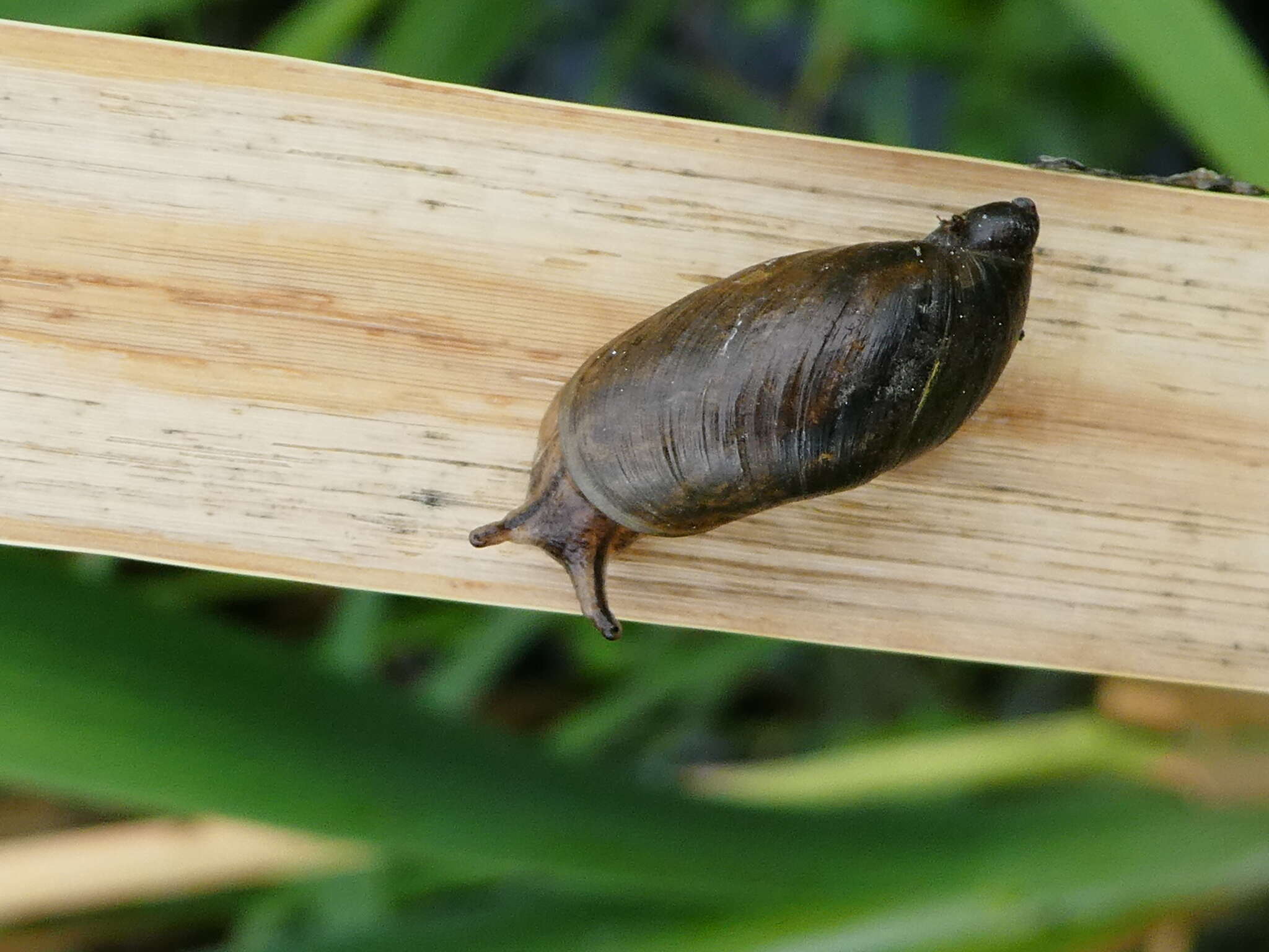 Image of pfeifers amber snail