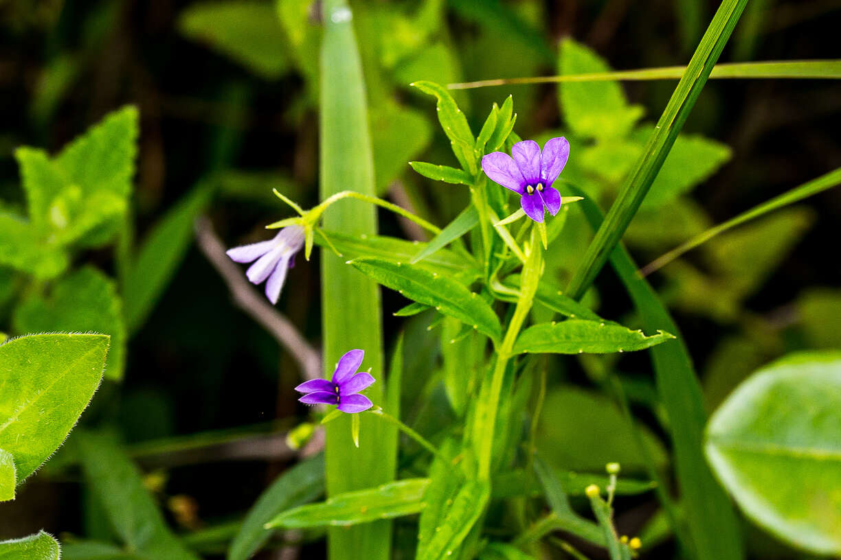 Image of Monopsis stellarioides subsp. stellarioides