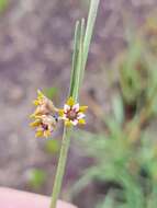 Image of Aspidoglossum lamellatum (Schltr.) F. K. Kupicha