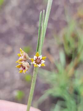 Aspidoglossum lamellatum (Schltr.) F. K. Kupicha resmi