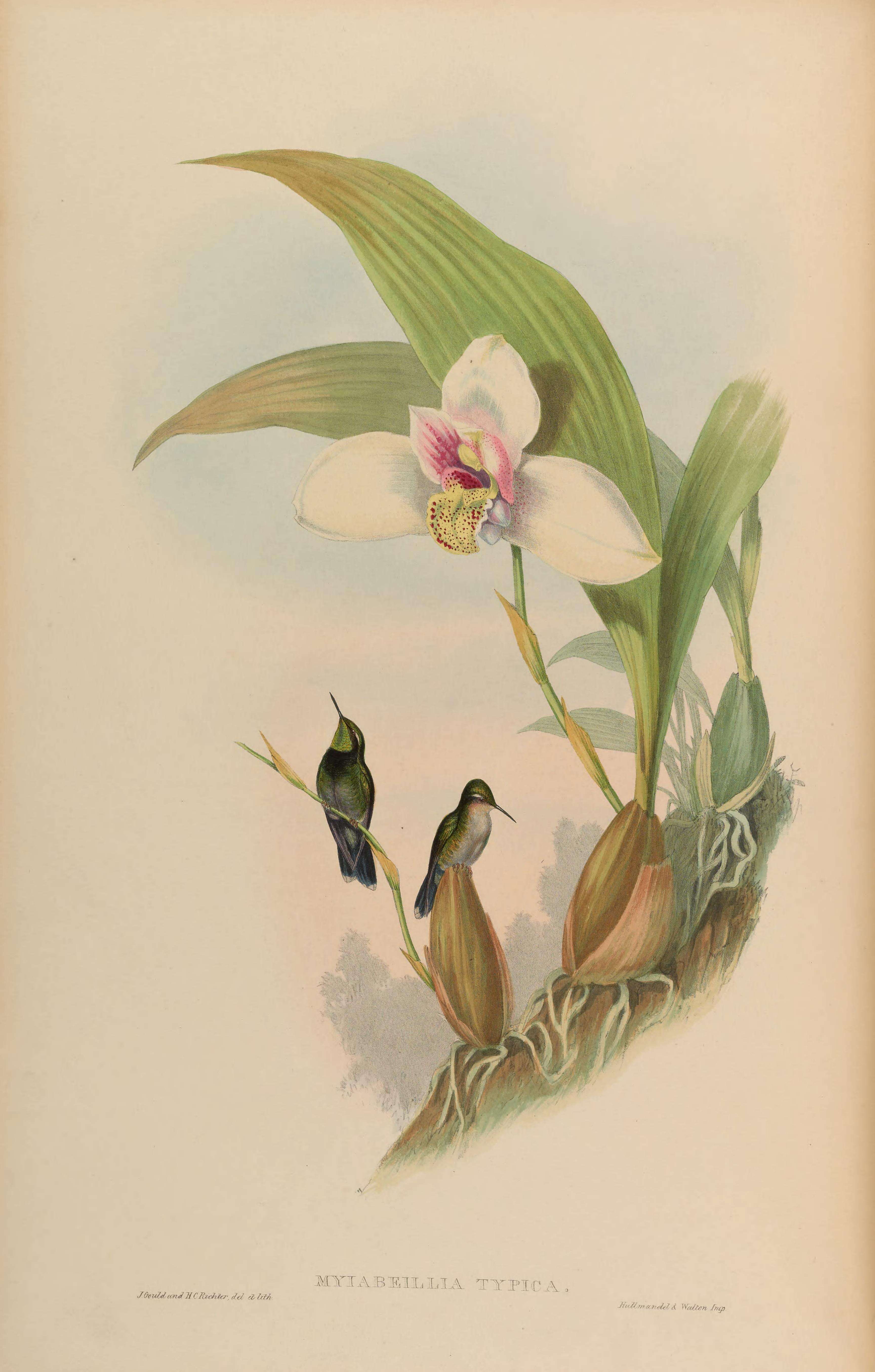 Image of Abeillia Bonaparte 1850