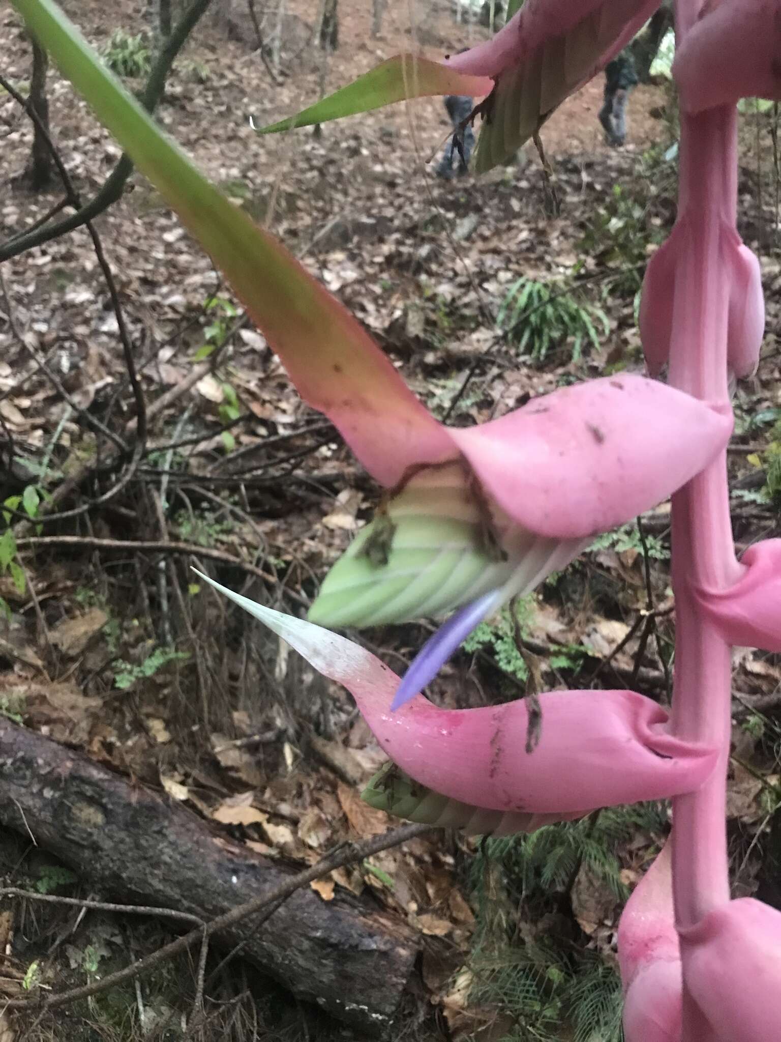 Image of Tillandsia eizii L. B. Sm.