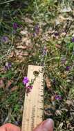 Image of Prostanthera howelliae Blakely