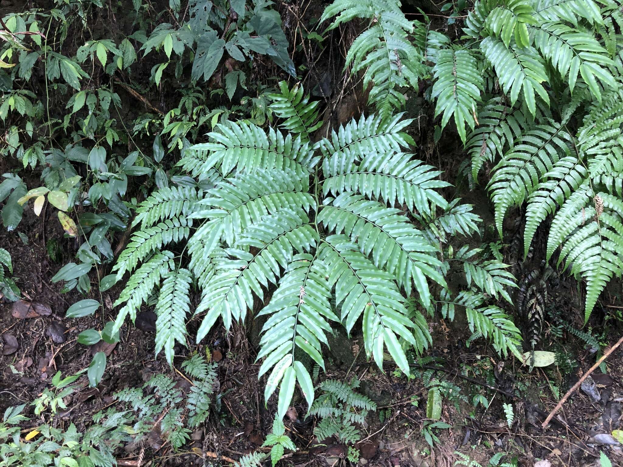 Image of Angiopteris lygodiifolia Rosenst.