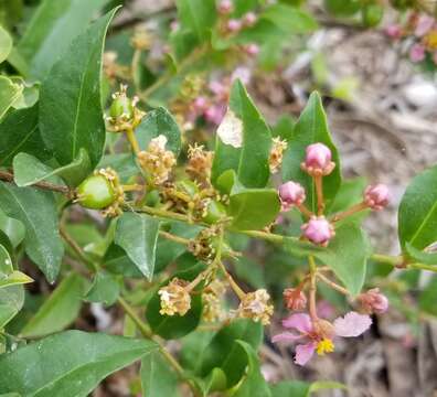 Image of wild crapemyrtle