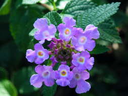 Image of trailing shrubverbena