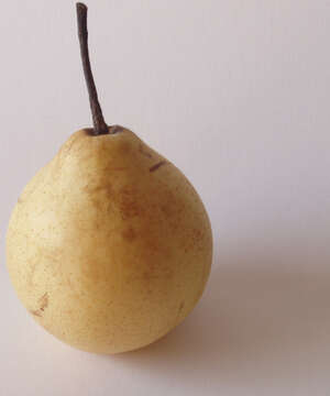 Image of Chinese pear