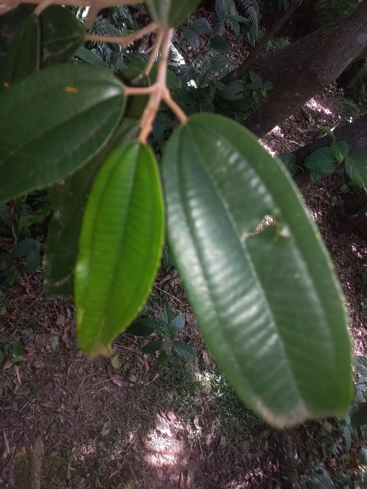 Image de Miconia cinerascens Miq.