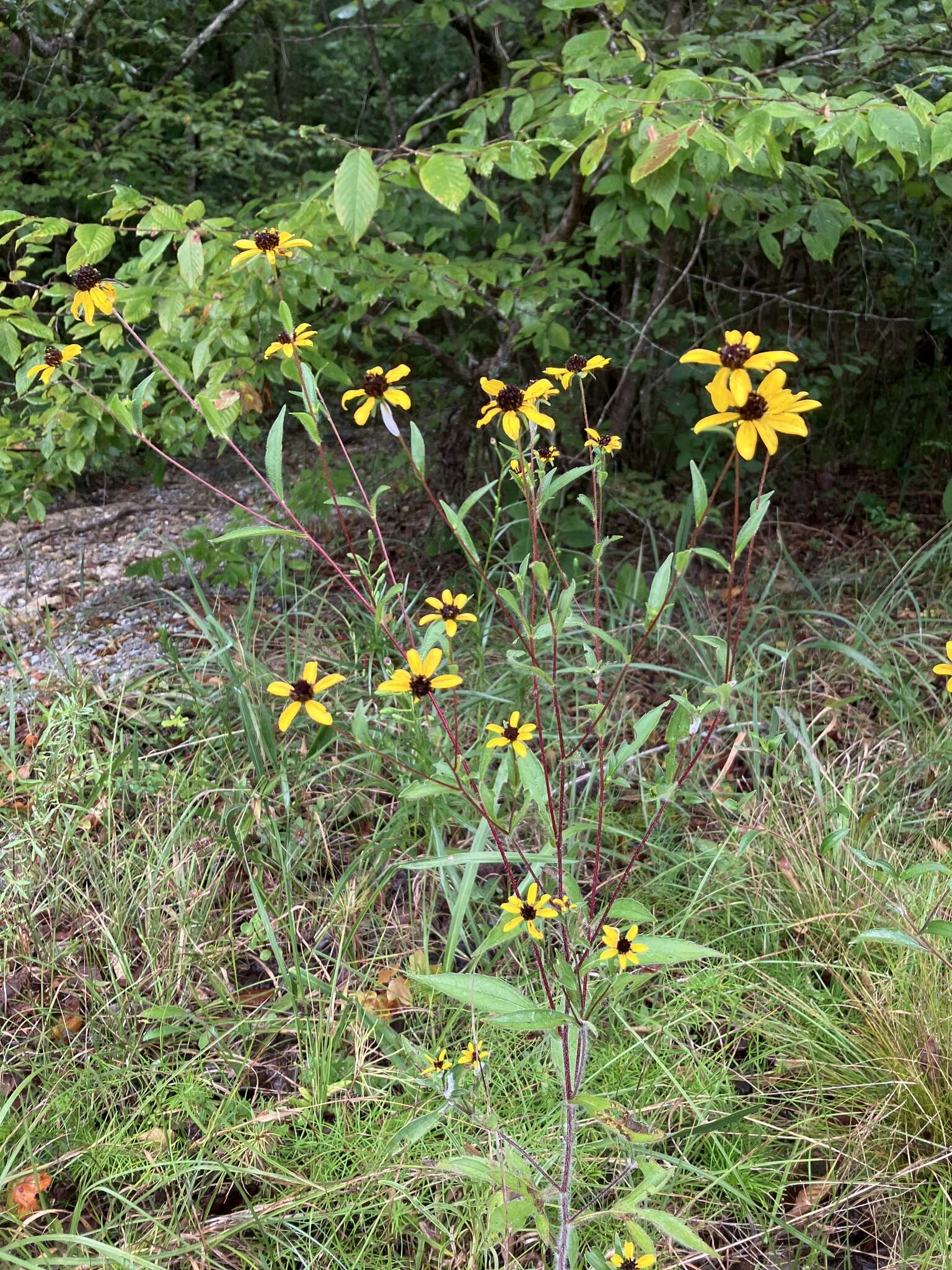 Image of browneyed Susan