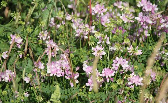 Image of crown vetch