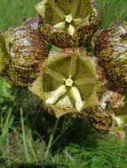 Sivun Pachycarpus grandiflorus (L. fil.) E. Mey. kuva