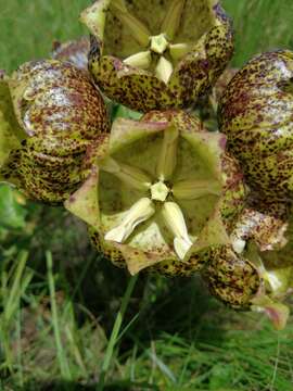 Image of Pachycarpus grandiflorus (L. fil.) E. Mey.