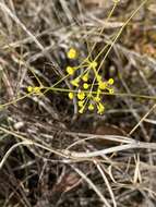 Sivun Bupleurum rigidum subsp. paniculatum (Brot.) H. Wolff kuva