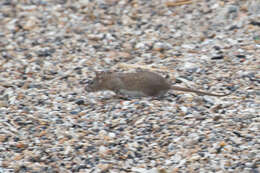 Image of Brown Rat