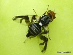 Image of Apple Maggot Fly