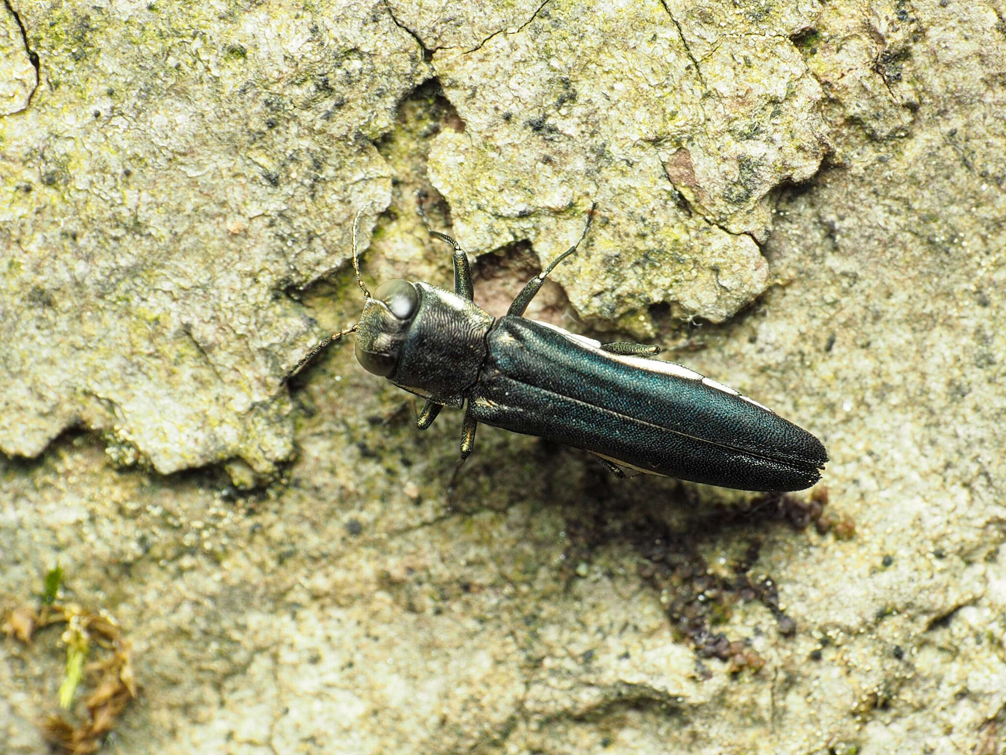 Image of Agrilus carpini Knull 1923