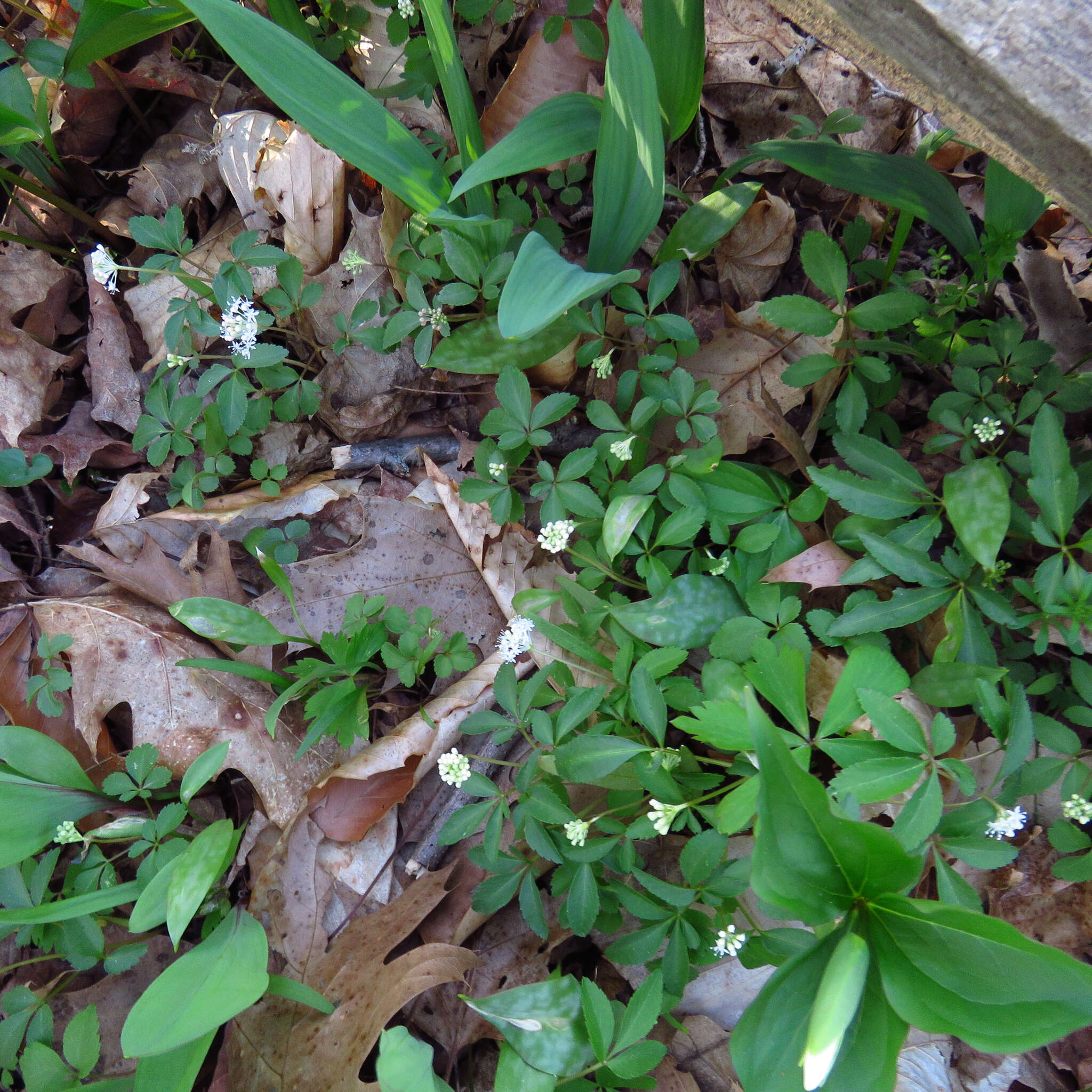 Image of dwarf ginseng