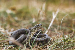 Image of Dice Snake