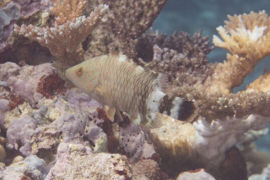 Image of Maori Wrasse