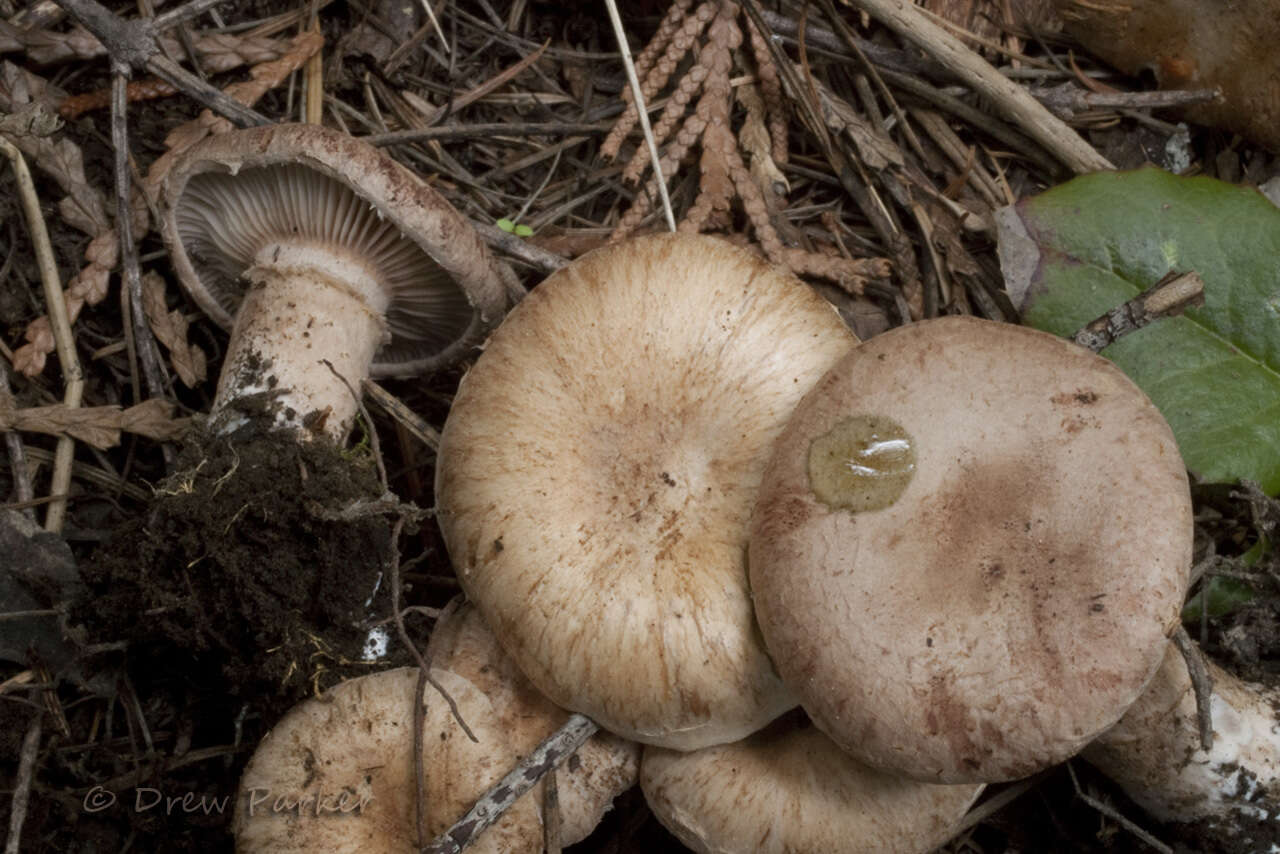 Image of Cleistocybe vernalis Ammirati, A. D. Parker & Matheny 2007