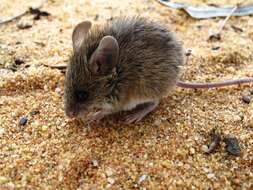 Image of Pilliga Mouse