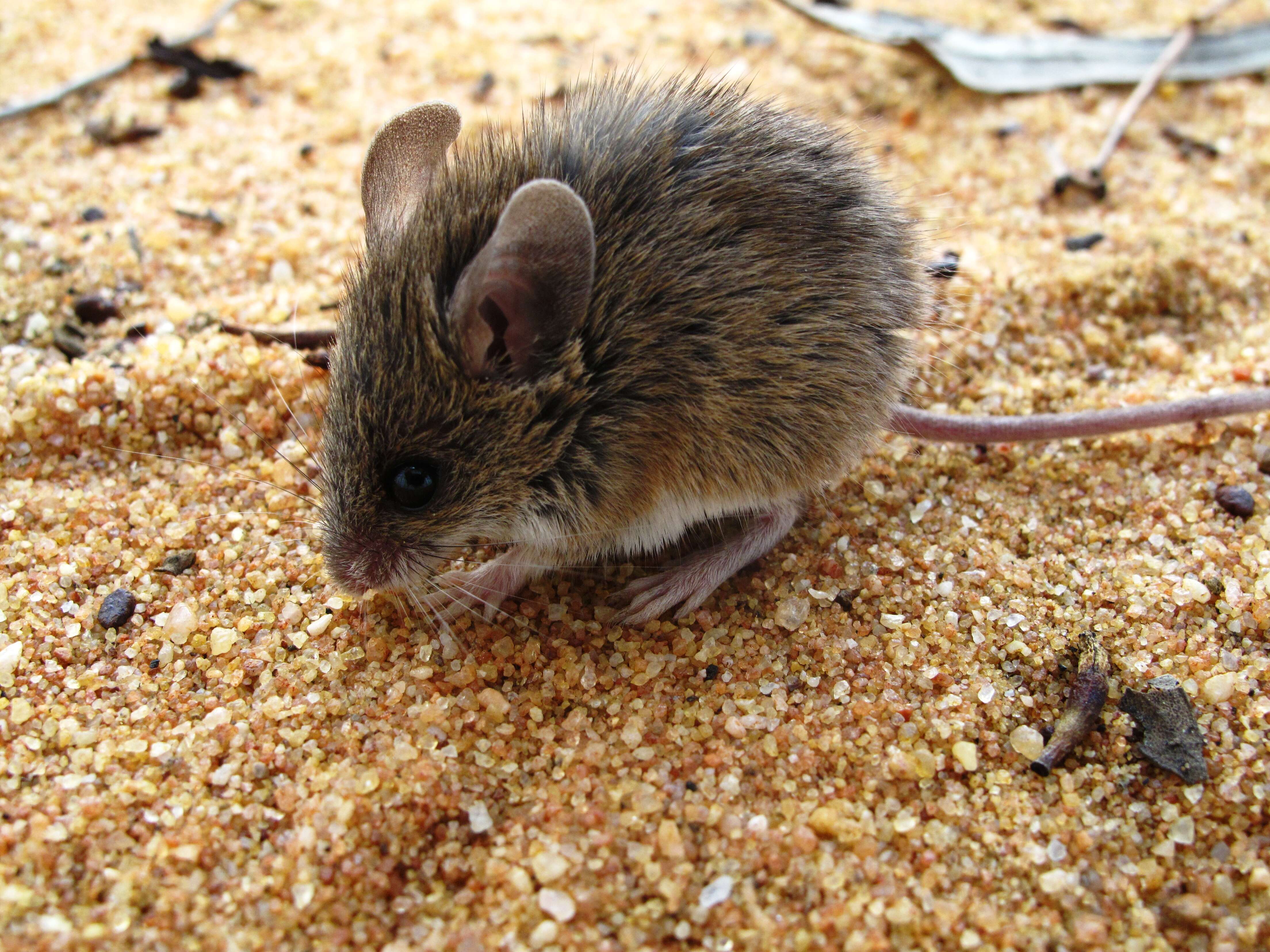 Image of Pilliga Mouse