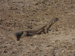 Image of Hardwick's spiny-tailed lizard