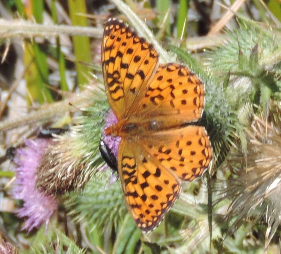 Image de Speyeria zerene behrensii Edwards 1869