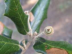 Image of Holm Oak