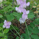 Sivun Lathyrus pauciflorus Fernald kuva