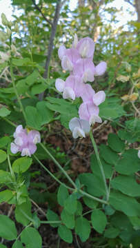 Imagem de Lathyrus pauciflorus Fernald